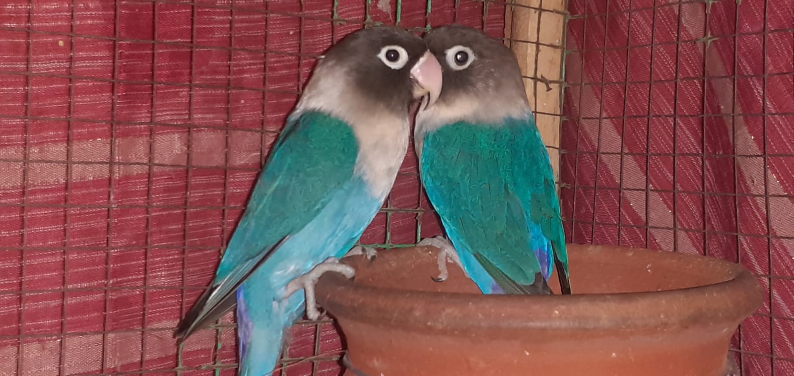 african love bird breeding pair